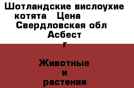 Шотландские вислоухие котята › Цена ­ 5 000 - Свердловская обл., Асбест г. Животные и растения » Кошки   . Свердловская обл.,Асбест г.